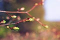 background with Bush branches with the first small green buds