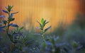 Beautiful natural background with grass covered with shiny drops of fresh dew during the morning bright Golden Sunny dawn in Royalty Free Stock Photo