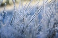 Beautiful Natural Background With Grass Covered With Shiny Frosty Ice Crystals And Frost In Sunny Cold Fresh In The Morning