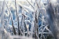 Natural Background With Grass Covered With Shiny Frosty Ice Crystals And Frost In A Sunny Cold Morning