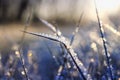 Beautiful natural background with grass covered with transparent ice crystals and frost glistening and shimmering in the light of Royalty Free Stock Photo