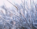 natural background with grass covered with transparent ice crystals and frost shiny in the morning sun Royalty Free Stock Photo