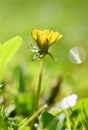 Beautiful natural background of green grass and dandelion flower with sun. Springtime. Seasonal concept for spring and morning in Royalty Free Stock Photo