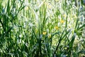 Beautiful natural background. Green grass in the rays of the bright sun. Close-up. Selective focus Royalty Free Stock Photo