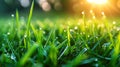 Beautiful natural background of green grass with spring dew and water drops