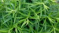 Beautiful natural background of green leaves similar to hemp Royalty Free Stock Photo