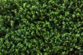 Beautiful natural background, Green leaves wall hedge as background of fresh boxwood