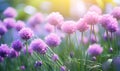 A beautiful natural background image of a young fresh chive plant in the bright sunlight Royalty Free Stock Photo