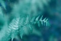Beautiful natural background with juicy tinted blue-green foliage of fern summer and defocused bokeh outdoors in nature. Soft Royalty Free Stock Photo