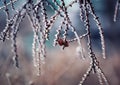 Beautiful natural background with larch branches with cones covered with shiny ice crystals on a Sunny fresh morning Royalty Free Stock Photo