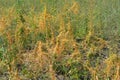 Green summer grass with bushes of orange dried weeds on the steppe of Ukraine. Royalty Free Stock Photo