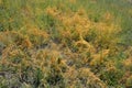 Green summer grass with bushes of orange dried weeds on the steppe of Ukraine. Royalty Free Stock Photo