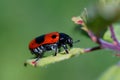 Beautiful natural background. Photos of wild flowers and insects