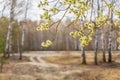 Beautiful natural background with pussy willow with catkins flowering in early spring against forest landscape. Springtime concept