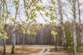 Beautiful natural background with pussy willow with catkins flowering in early spring against forest landscape. Springtime concept Royalty Free Stock Photo