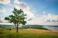 Lonely tree in summer steppe with lake beautiful landscape