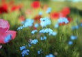 Beautiful bright natural background with small buds of blue flax and red and pink flowers grow in a bright Sunny summer meadow