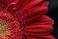 Beautiful natural background. Summer, spring concepts. Abstract of a red Gerber daisy macro with water droplets on the petals Royalty Free Stock Photo