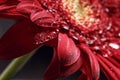 Beautiful natural background. Summer, spring concepts. Abstract of a red Gerber daisy macro with water droplets on the petals Royalty Free Stock Photo