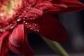 Beautiful natural background. Summer, spring concepts. Abstract of a red Gerber daisy macro with water droplets on the petals Royalty Free Stock Photo