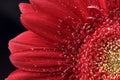 Beautiful natural background. Summer, spring concepts. Big beautiful water drops on fresh red Gerber flower on dark background Royalty Free Stock Photo