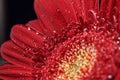 Beautiful natural background. Summer, spring concepts. Big beautiful water drops on fresh red Gerber flower on dark background Royalty Free Stock Photo