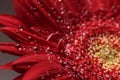 Beautiful natural background. Summer, spring concepts. Big beautiful water drops on fresh red Gerber flower on dark background Royalty Free Stock Photo