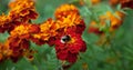 Beautiful Natural background of Tagetes flower and bumblebee Royalty Free Stock Photo