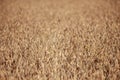 Beautiful natural background of a thick golden soybean field