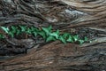 Beautiful natural background of tree bark and leaves.