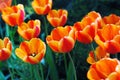 Beautiful background with tulips. Wallpaper for screensavers