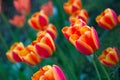 Beautiful background with tulips. Wallpaper for screensavers