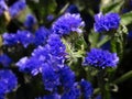 Blue flowers in unfocus.