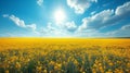 Beautiful natural background with yellow field and blue sky large copyspace area with copy space for text Royalty Free Stock Photo