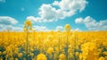 Beautiful natural background with yellow flower field and blue sky large copyspace area with copy space for text Royalty Free Stock Photo