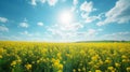 Beautiful natural background with yellow flower field and blue sky large copyspace area with copy space for text Royalty Free Stock Photo