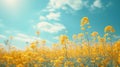 Beautiful natural background with yellow flower field and blue sky large copyspace area with copy space for text Royalty Free Stock Photo