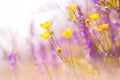 Beautiful natural background with yellow flowers of buttercups and purple flowers of salvia. Selective soft focus Royalty Free Stock Photo