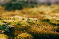 Beautiful Natural background. Yellow moss Royalty Free Stock Photo