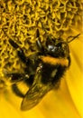 Beautiful Natural Bee On A Sunflower are in sharp contrast to the bee\'s black and yellow stripes