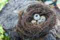 Beautiful natural birds nest in a tree with eggs Royalty Free Stock Photo