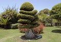 Beautiful natural bonsai tree in the garden