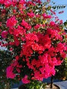 Beautiful and colorful bougainvillea flowers. Bright pink magenta bougainvillea flowers as a floral background. Close up view Royalty Free Stock Photo