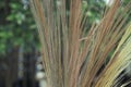 Beautiful natural broom on a green background.