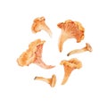 Beautiful natural clip art with watercolor hand drawn forest chanterelle mushroom. Stock illustration.
