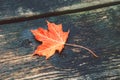natural closeup background with red autumn fall maple leaf on wooden planks.