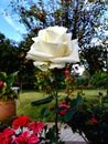 Beautiful Natural Closeup White Rose Botanical British Garden Fantasy Romance