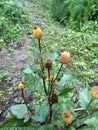 Beautiful and Natural Color Flower at Kathmandu, Nepal