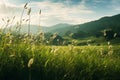 Beautiful natural countryside landscape. Green hills and Blooming wild high grass in nature at sunset warm summer. Pastoral Royalty Free Stock Photo