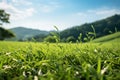 Beautiful natural countryside landscape. Green hills and Blooming wild high grass in nature at sunset warm summer. Pastoral Royalty Free Stock Photo